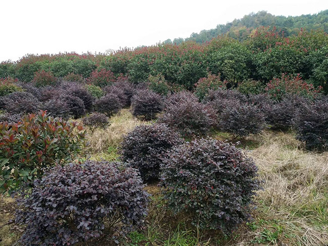 <a href='http://njszjj.com/dibeiguanmu/9770.html' target='_blank'>紅花繼木</a>球