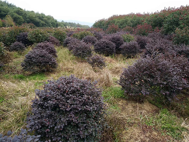 <a href='http://njszjj.com/qiuleizhiwu/3507.html' target='_blank'>紅花繼木球</a>