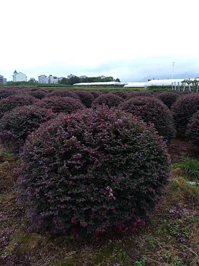 <a href='http://njszjj.com/yaocaizhongzi/2335.html' target='_blank'>紅花</a>繼木球