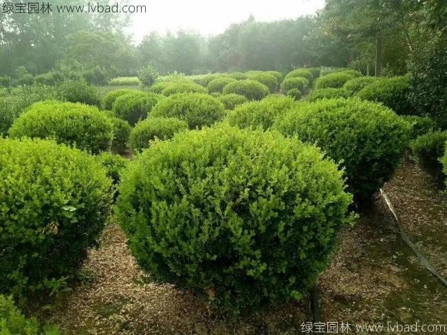 <a href='http://njszjj.com/linmuzhongzi/2215.html' target='_blank'>瓜子黃楊</a>球