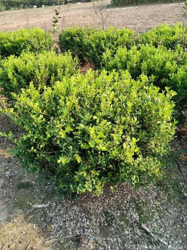 <a href='http://njszjj.com/linmuzhongzi/2215.html' target='_blank'>瓜子黃楊</a>球