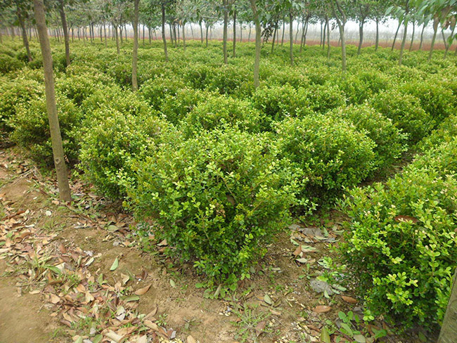 <a href='http://njszjj.com/linmuzhongzi/1764.html' target='_blank'>小葉黃楊</a>球