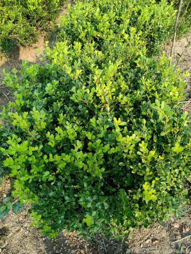 <a href='http://njszjj.com/linmuzhongzi/1764.html' target='_blank'>小葉黃楊</a>球