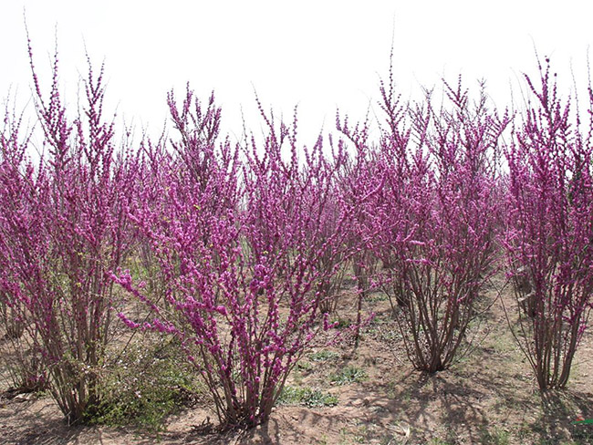 <a href='http://njszjj.com/dibeiguanmu/3490.html' target='_blank'>紫荊花</a>