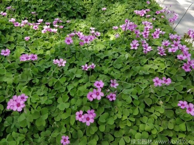<a href='http://njszjj.com/yaocaizhongzi/2335.html' target='_blank'>紅花</a>草