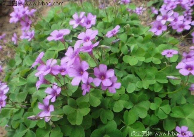 <a href='http://njszjj.com/yaocaizhongzi/2335.html' target='_blank'>紅花</a>草