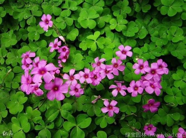 <a href='http://njszjj.com/caohuazhongzi/1063.html' target='_blank'>紅花草</a>