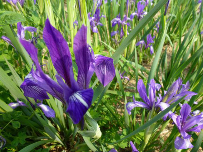 <a href='http://njszjj.com/caobenzhiwu/3383.html' target='_blank'>馬蘭花</a>