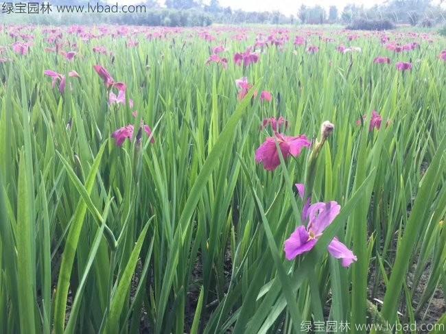 <a href='http://njszjj.com/shuishengshuicao/3437.html' target='_blank'>水生鳶尾</a>