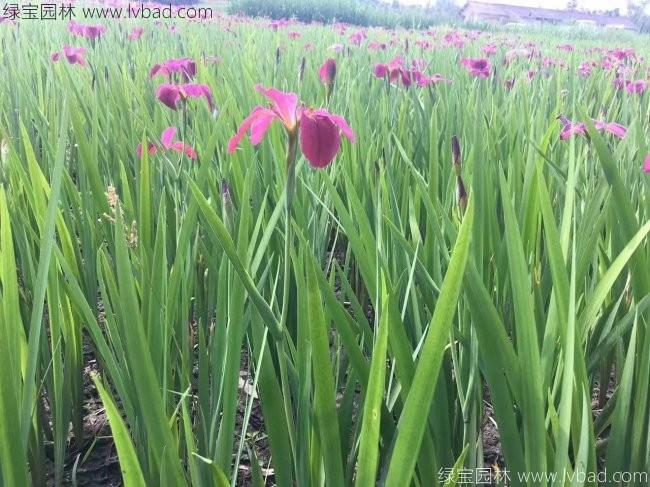 水生<a href='http://njszjj.com/caohuazhongzi/1578.html' target='_blank'>鳶尾</a>