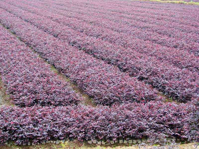 <a href='http://njszjj.com/dibeiguanmu/9770.html' target='_blank'>紅花繼木</a>