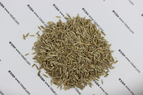 <a href='http://njszjj.com/caopingzhongzi/1678.html' target='_blank'>一年生黑麥草</a><a href='http://njszjj.com/' target='_blank'>種子</a>
