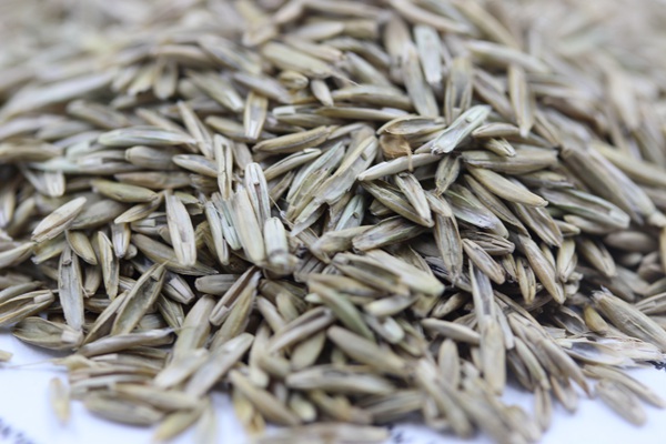 <a href='http://njszjj.com/caopingzhongzi/1678.html' target='_blank'>一年生黑麥草種子</a>