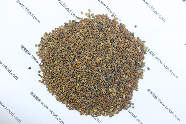 <a href='http://njszjj.com/mucaozhongzi/1689.html' target='_blank'>沙打旺</a><a href='http://njszjj.com/' target='_blank'>種子</a>
