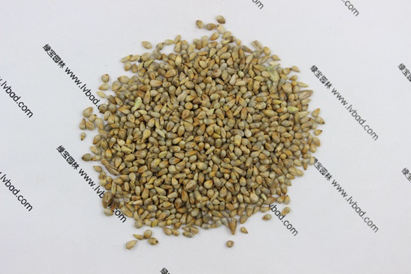 <a href='http://njszjj.com/mucaozhongzi/1687.html' target='_blank'>狼尾草種子</a>