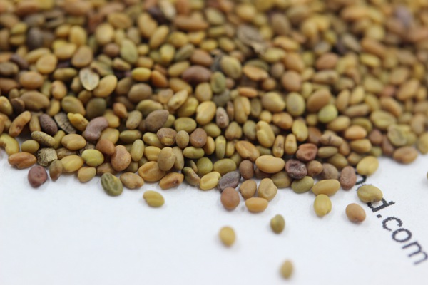<a href='http://njszjj.com/mucaozhongzi/1683.html' target='_blank'>草木犀種子</a>