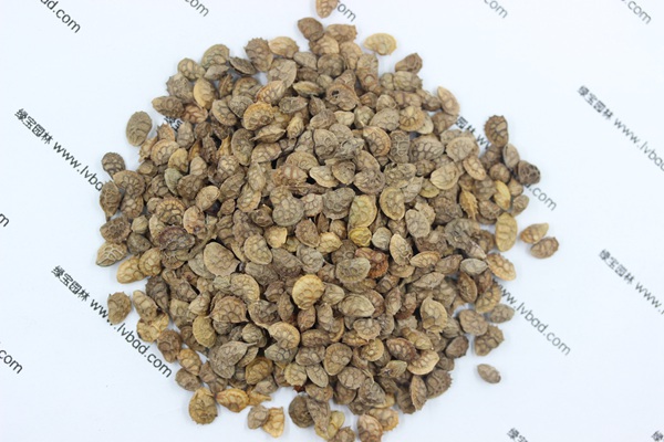 <a href='http://njszjj.com/linmuzhongzi/1835.html' target='_blank'>紅豆</a>草<a href='http://njszjj.com/' target='_blank'>種子</a>