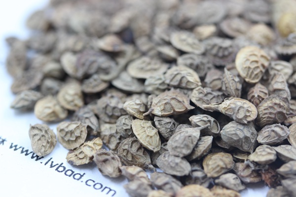 <a href='http://njszjj.com/linmuzhongzi/1835.html' target='_blank'>紅豆</a>草種子