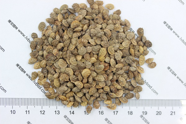 <a href='http://njszjj.com/linmuzhongzi/1062.html' target='_blank'>紅豆草</a>種子