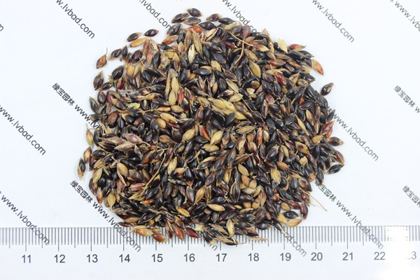 <a href='http://njszjj.com/mucaozhongzi/11.html' target='_blank'>蘇丹草種子</a>