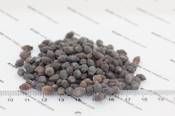 <a href='http://njszjj.com/caohuazhongzi/1658.html' target='_blank'>紫茉莉種子</a>
