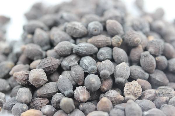 <a href='http://njszjj.com/caohuazhongzi/1658.html' target='_blank'>紫茉莉種子</a>