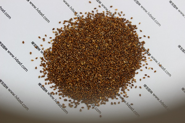 <a href='http://njszjj.com/caohuazhongzi/1656.html' target='_blank'>紫花地丁</a><a href='http://njszjj.com/' target='_blank'>種子</a>