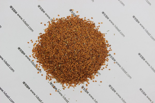 <a href='http://njszjj.com/caohuazhongzi/1639.html' target='_blank'>香雪球</a><a href='http://njszjj.com/' target='_blank'>種子</a>