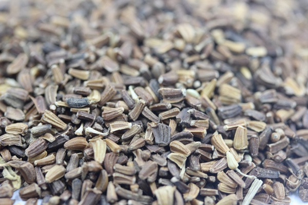 <a href='http://njszjj.com/caohuazhongzi/1629.html' target='_blank'>茼蒿菊種子</a>