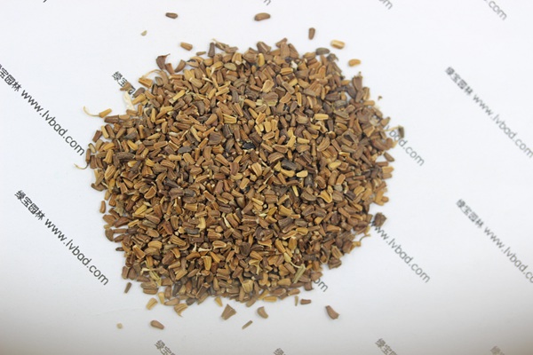 <a href='http://njszjj.com/caohuazhongzi/1629.html' target='_blank'>茼蒿菊</a><a href='http://njszjj.com/' target='_blank'>種子</a>