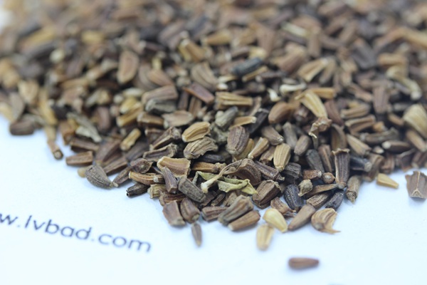 <a href='http://njszjj.com/caohuazhongzi/1629.html' target='_blank'>茼蒿菊</a><a href='http://njszjj.com/' target='_blank'>種子</a>