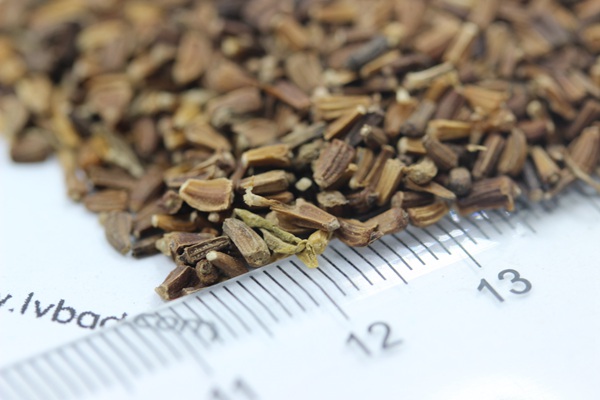 茼蒿菊<a href='http://njszjj.com/' target='_blank'>種子</a>