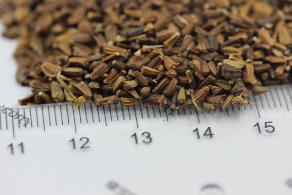 <a href='http://njszjj.com/caohuazhongzi/1629.html' target='_blank'>茼蒿菊種子</a>