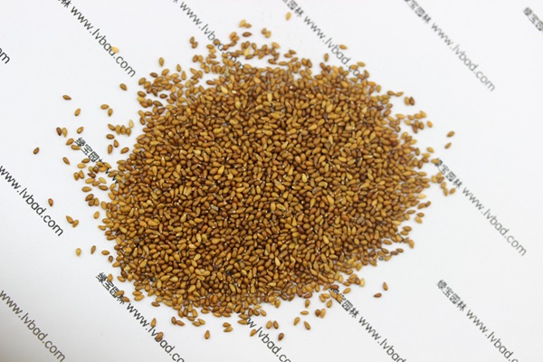 <a href='http://njszjj.com/caohuazhongzi/1618.html' target='_blank'>三色堇種子</a>