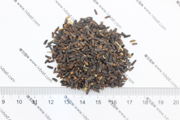 <a href='http://njszjj.com/caohuazhongzi/1616.html' target='_blank'>日光菊</a><a href='http://njszjj.com/' target='_blank'>種子</a>
