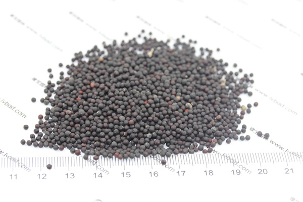 <a href='http://njszjj.com/caohuazhongzi/1595.html' target='_blank'>滿天星種子</a>