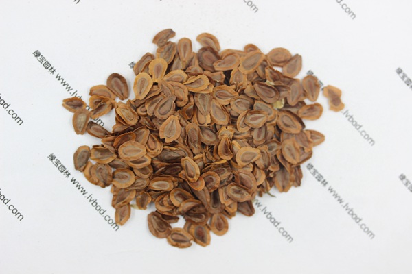 <a href='http://njszjj.com/caohuazhongzi/1592.html' target='_blank'>馬利筋</a><a href='http://njszjj.com/' target='_blank'>種子</a>