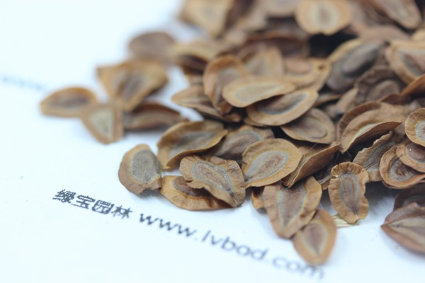 <a href='http://njszjj.com/caohuazhongzi/1592.html' target='_blank'>馬利筋種子</a>
