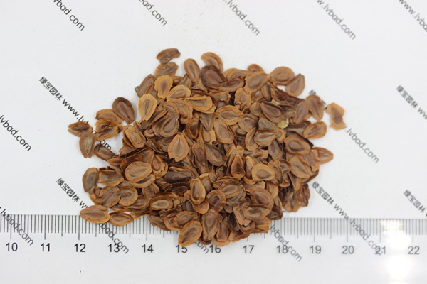馬利筋<a href='http://njszjj.com/' target='_blank'>種子</a>