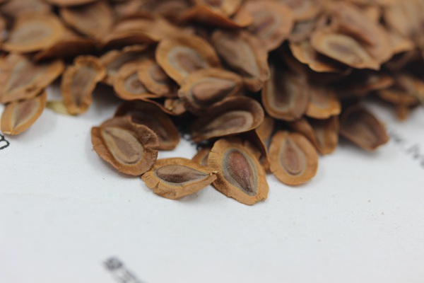 <a href='http://njszjj.com/caohuazhongzi/1592.html' target='_blank'>馬利筋</a><a href='http://njszjj.com/' target='_blank'>種子</a>