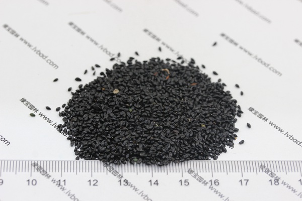 耬斗菜<a href='http://njszjj.com/' target='_blank'>種子</a>