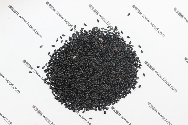 <a href='http://njszjj.com/caohuazhongzi/1586.html' target='_blank'>耬斗菜種子</a>
