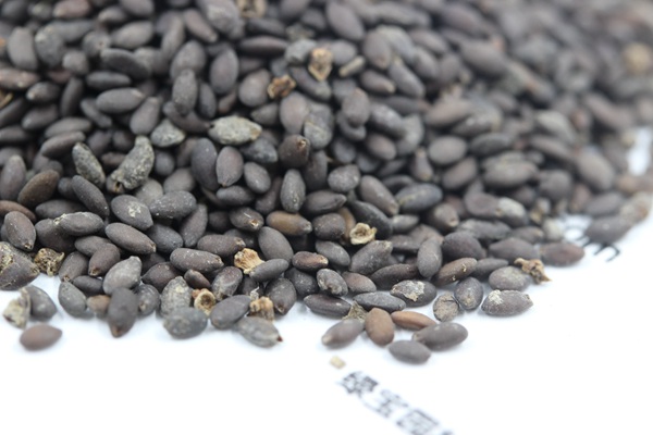 <a href='http://njszjj.com/caohuazhongzi/1576.html' target='_blank'>藍花鼠尾草種子</a>