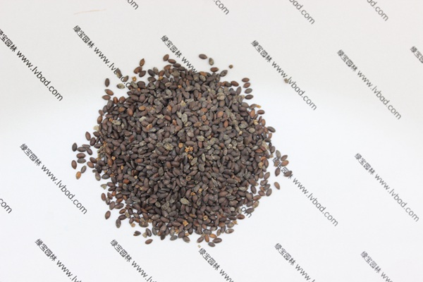 藍花<a href='http://njszjj.com/caohuazhongzi/1626.html' target='_blank'>鼠尾草種子</a>