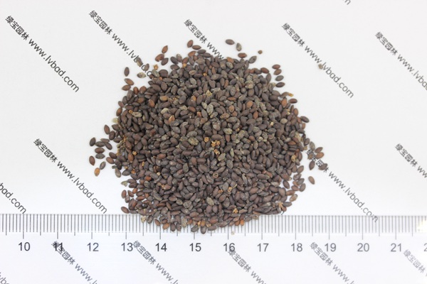 <a href='http://njszjj.com/caohuazhongzi/1576.html' target='_blank'>藍花鼠尾草種子</a>