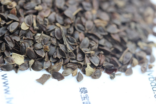 <a href='http://njszjj.com/caohuazhongzi/1078.html' target='_blank'>假龍頭</a><a href='http://njszjj.com/' target='_blank'>種子</a>