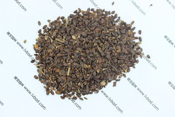 <a href='http://njszjj.com/caohuazhongzi/1078.html' target='_blank'>假龍頭</a><a href='http://njszjj.com/' target='_blank'>種子</a>