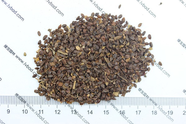 <a href='http://njszjj.com/caohuazhongzi/1078.html' target='_blank'>假龍頭種子</a>