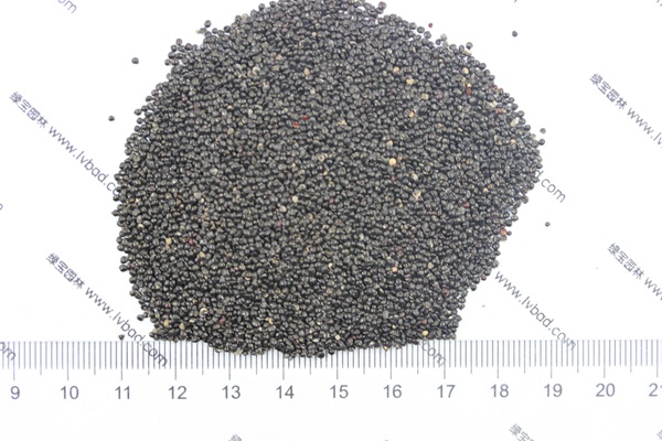 雞冠花<a href='http://njszjj.com/' target='_blank'>種子</a>