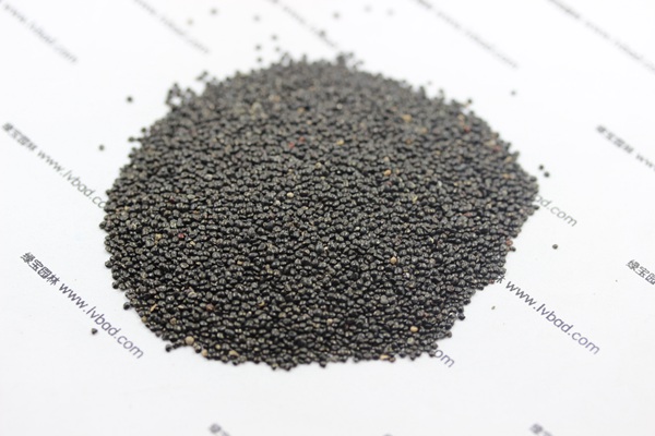<a href='http://njszjj.com/caohuazhongzi/1073.html' target='_blank'>火焰雞冠花種子</a>
